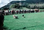 Lamb, Sheep Herding, New Zealand, ACFV03P04_14