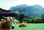 Cow, Bavaria, Germany, Neuwanschtein, Castle, ACFV03P06_06