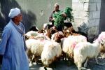 Sheep, Cairo, ACFV03P11_05