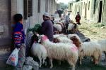Sheep, Cairo, ACFV03P11_06