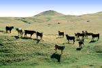 Cows on a Hill, Livermore, California, ACFV03P11_07
