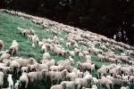 sheep, South Island, New Zealand, ACFV03P15_04