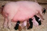 mother pig, piglets, sow, ACFV04P03_03