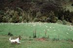 Sheep Herding Dog, sheep, Waioreka, New Zealand, ACFV04P05_05