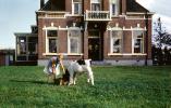 Calf, Cow, Brick House, Stapherst, Netherlands, 1959, 1950s, ACFV04P07_02