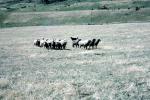 sheep, herding, ACFV04P11_06