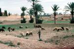 Sheep Grazing, Palm Trees, near Marakech, ACFV04P13_14