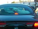 Poodle, Car, Ford, ADSD01_002
