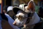 Chihuahua, Sunglasses, nose, small dog breed, wearing a hat, ears, funny, humorous, ADSD01_042