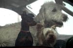 big dogs and little dogs, three dogs, inside a car, Bodega, ADSD01_043