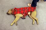 Coat for a sleeping dog, ADSD01_070
