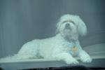 Dog on the Dashboard, ADSD01_114