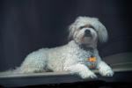 Dog on the Dashboard, ADSD01_115