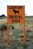 Caution, Suicidal Dogs, ADSD01_124