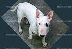 Bull Terrier, ADSV01P01_18B