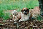 Saint Bernard, big dog breed, ADSV01P04_10.1710