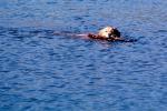 Dog swimming in water, fetching a stick, ADSV01P05_08