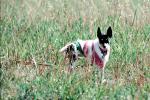 Chihuahua wearing a coat, small dog breed, ADSV01P06_13
