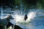 Wet Dog, water, pond, lake, splash, Stow Lake, ADSV01P07_10
