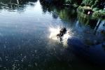 Stow Lake, English Springer Spaniel, Wet Dog, water, pond, lake, ADSV01P07_17