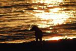 Dog, Sunset, Ocean, ADSV01P09_07