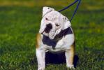 English Bulldog, ADSV01P12_01.1710