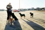 Dogs congergate, Taos New Mexico, ADSV01P15_07