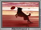 Frisbee Dog, Ocean Beach, Ocean-Beach, ADSV01P15_09B