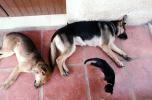 Sleeping Dogs, Cat, German Shepherd, ADSV02P03_01