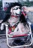 Funny dog wearing sunglasses, sitting in a chair, ADSV02P03_19
