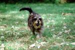Running Dog, lawn, Terrier, ADSV02P06_17