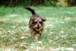 Running Dog, lawn, Terrier, ADSV02P06_18
