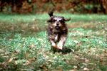 Running Dog, lawn, Terrier, ADSV02P06_19