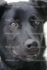 dog face, ADSV02P08_05B