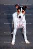Jack Russell breed, Terrier, ADSV02P08_11.1710