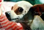 chihuahua, small dog breed, ADSV02P12_14