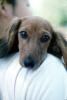 Dachshund, Wiener Dog, small dog breed, ADSV02P12_16