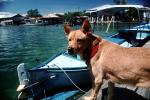 Dog on a Dock, ADSV02P13_01