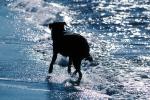 Dog, Beach, Water, ADSV02P14_15