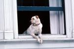 Dog in a Window, ADSV02P15_01