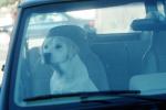 Dog in a Car, ADSV02P15_06