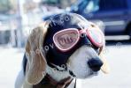 Beagle wearing a leather helmet, goggles, funny, cute, ADSV03P02_15