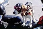 Beagle wearing a leather helmet, goggles, funny, cute, ADSV03P03_02