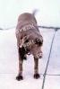 Chocolate Labrador Retriever, ADSV03P04_04