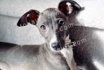 Greyhound puppy, ADSV03P04_14
