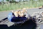 Poodle, bicycle trailer, ADSV03P08_19
