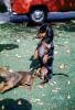 dachshundt, Wiener Dog, small dog breed, ADSV03P11_09