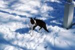 Bulldog in the snow, ADSV03P13_08