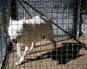 Dog in a Cage, ADSV03P13_14