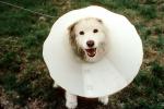 Cone, smiling dog, No-Bite Collar, Anti Bite Collar, leash, head-on, ADSV03P14_11